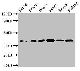 WISP3 Antibody