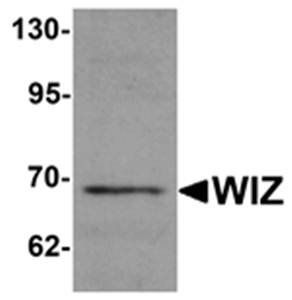 WIZ Antibody