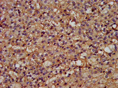 WLS antibody