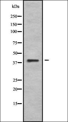 WN10B antibody