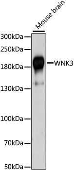 WNK3 antibody