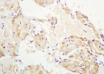WNT10B Rabbit Polyclonal Antibody