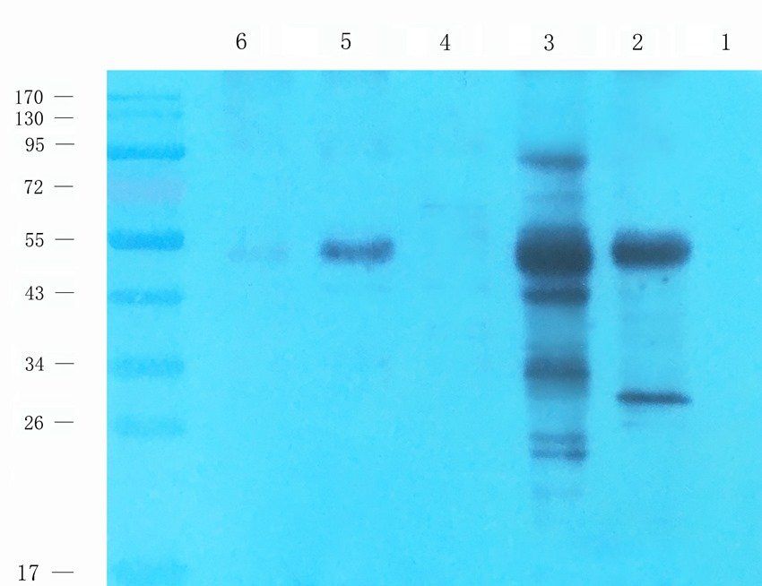 Wnt-5a Rabbit Polyclonal Antibody
