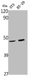 WNT1 Antibody