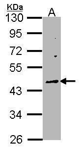 Wnt10a Rabbit Polyclonal Antibody