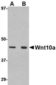 Wnt10a Antibody