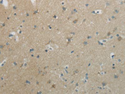WNT10B Antibody