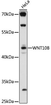 WNT10B antibody