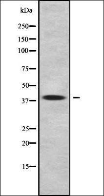 WNT11 antibody