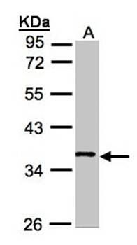 WNT11 antibody