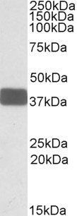 Goat anti-WNT15 / WNT9B Antibody
