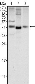 WNT1 Antibody
