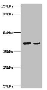 WNT2 antibody