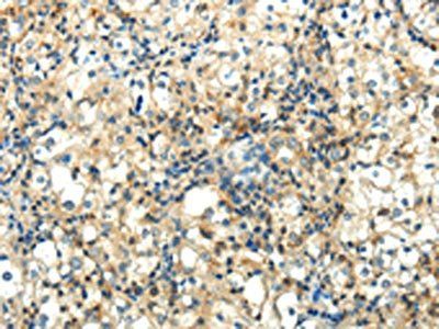 WNT2 Antibody