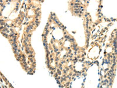 WNT2 Antibody