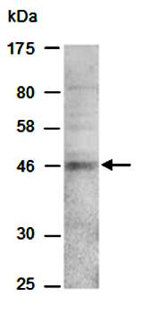 WNT2 antibody