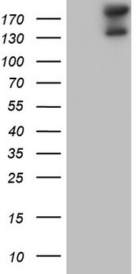 WNT3 Antibody