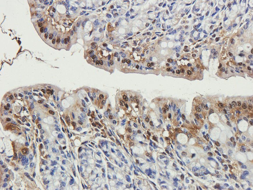 WNT3 antibody