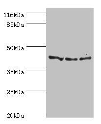 Wnt3 Antibody