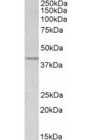 Goat anti-WNT3 Antibody