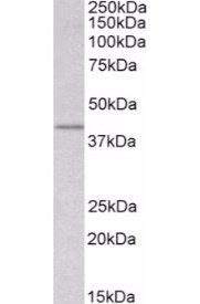 WNT3 antibody