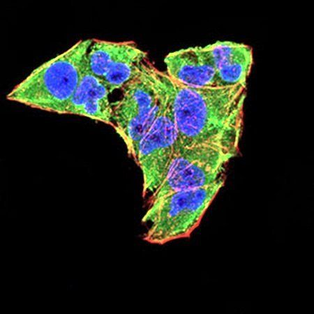 WNT3A Antibody