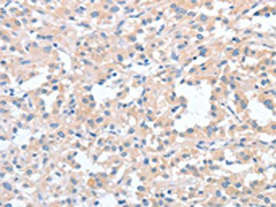 WNT3A Antibody