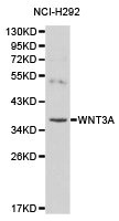 WNT3A antibody