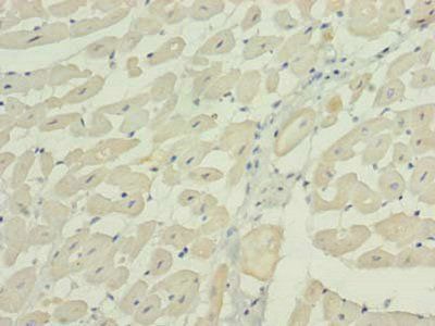 WNT4 Antibody