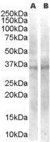 Goat anti-WNT4 Antibody