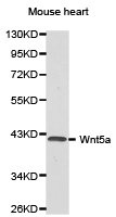 WNT5A antibody