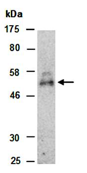 Wnt5A antibody