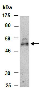 Wnt5A (C) Antibody, Mouse Monoclonal