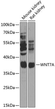 WNT7A antibody