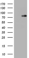 WNT8A antibody