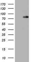 WNT8A Antibody