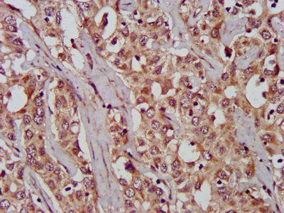 WNT8A Antibody