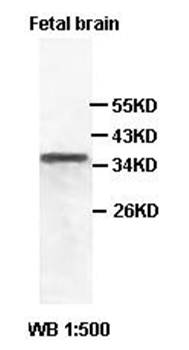 WNT8A Rabbit Polyclonal Antibody