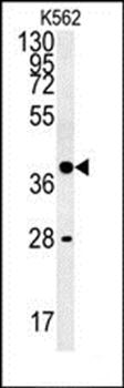 WNT8B antibody