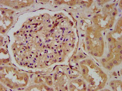 WNT9B antibody