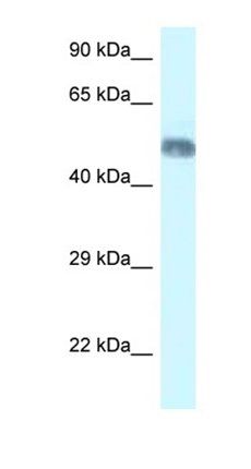 Wrap73 antibody