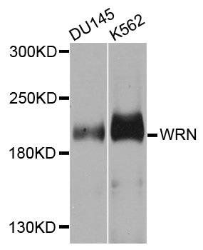 WRN antibody