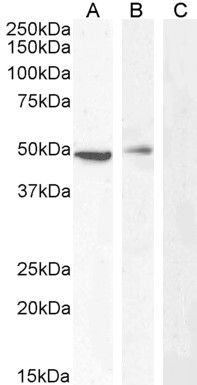 TBC1D10C antibody