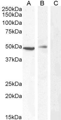 Goat anti-Carabin / TBC1D10C Antibody