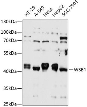 WSB1 antibody