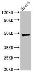 WSB1 Antibody