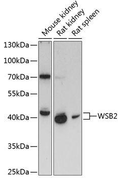 WSB2 antibody