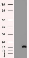 WSTF Antibody