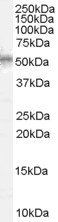 WT1 antibody