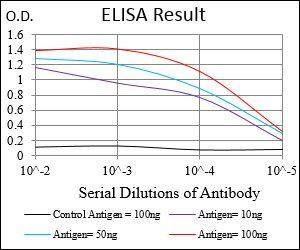 WT1 Antibody